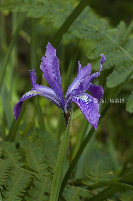 道格拉斯Iris, Iris douglasiana，门多西诺植物园，门多西诺县，加州;家庭鸢尾科;发现于加利福尼亚海岸。无胡须的鸢尾花，是牧场上一种有毒的杂草。